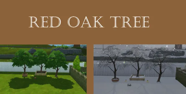 Red Oak Tree Harvestable